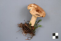 Lactarius affinis image